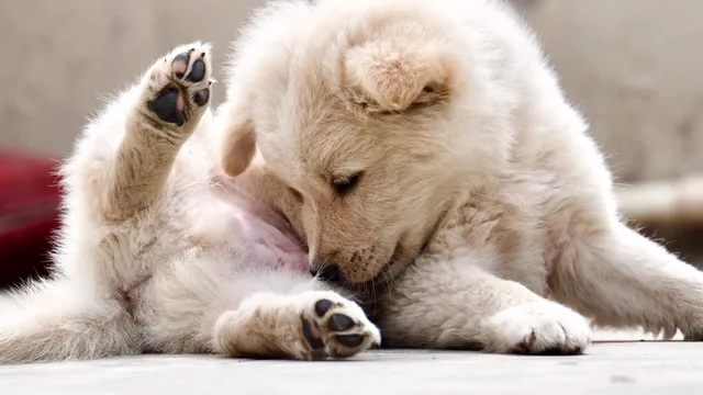 little fluffy white puppy laying down licking their tummy