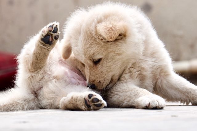 little fluffy white puppy laying down licking their tummy