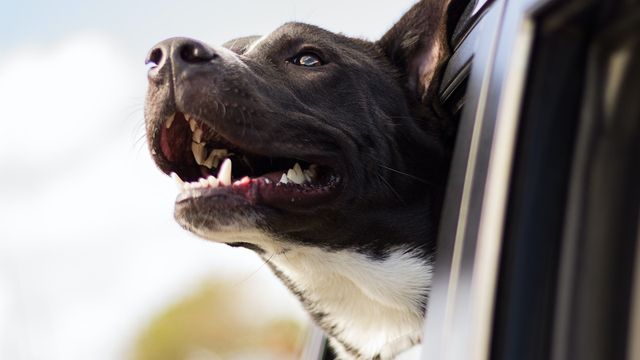 dog-in-car-with-head-out-the-window