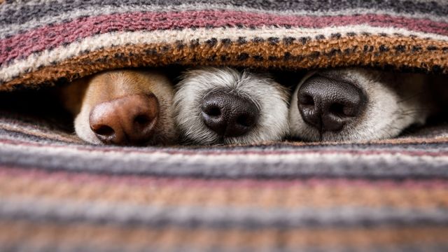 three-dogs-wrapped-up-in-blankets-with-only-their-noses-showing