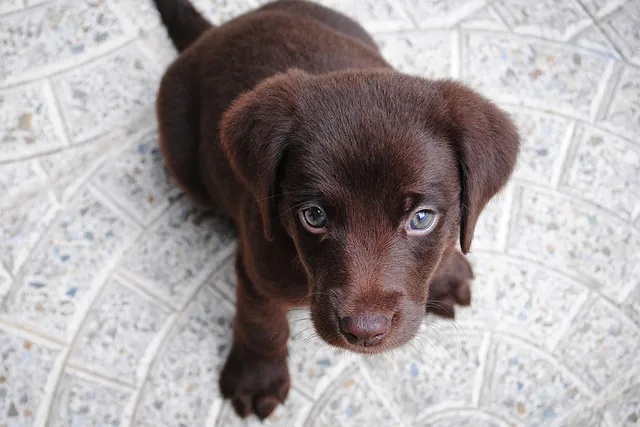 Choosing the right dog for you and your family | Lyka Pet Food