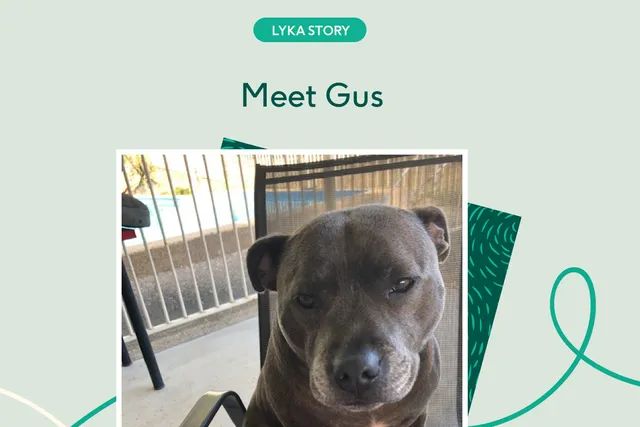 Gus the staffy sitting on outdoor chair