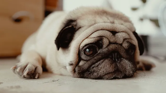 Pug lying on floor looking into distance
