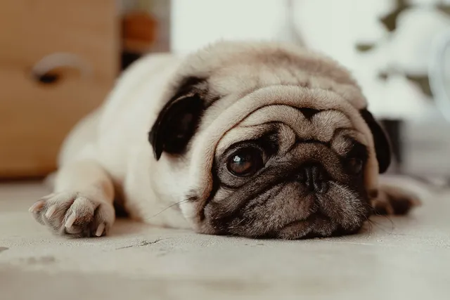 Pug lying on floor looking into distance
