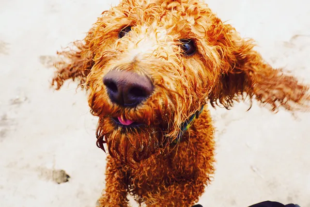 Wet dog jumping up on beach