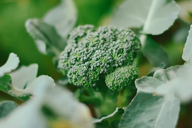 Broccoli growing with sprouts