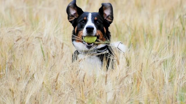 How to teach your dog to fetch