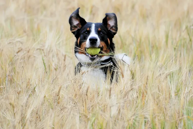 How to teach your dog to fetch