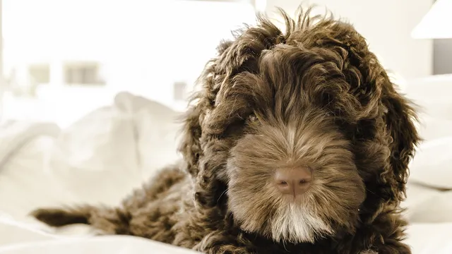 10 Apartment Friendly Dog Breeds | Lyka Pet Food Journal
