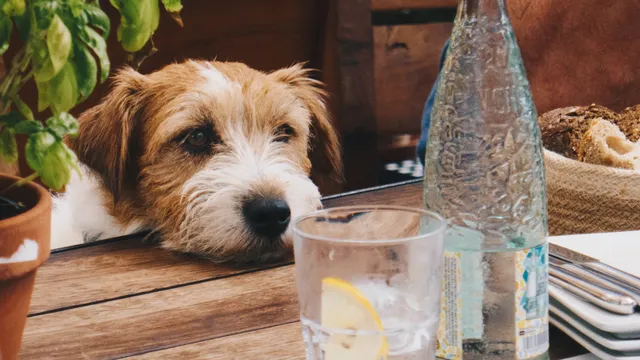 Our favourite dog-friendly cafes around Australia | Lyka Pet Food