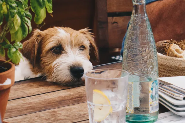 Our favourite dog-friendly cafes around Australia | Lyka Pet Food