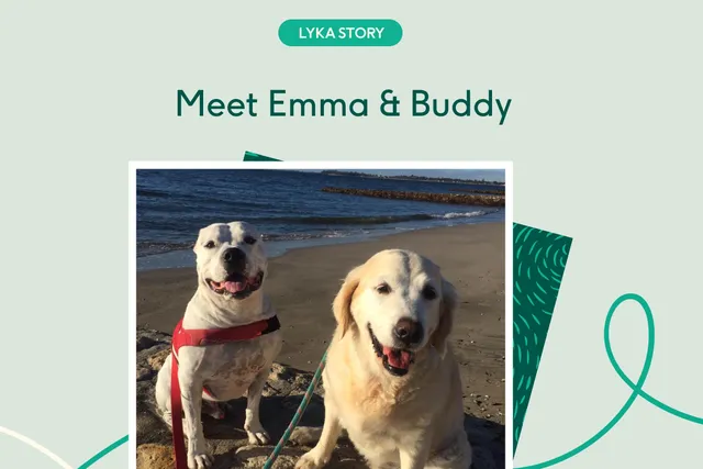 Two smiling dogs on beach