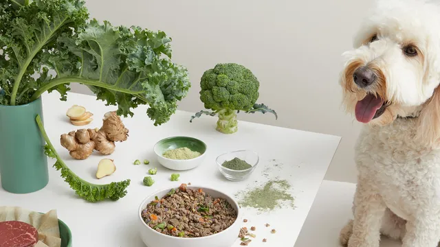 The benefits of spirulina for your dog | Lyka Pet Food