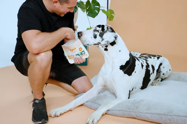 Man feeding treat to Dalmatian