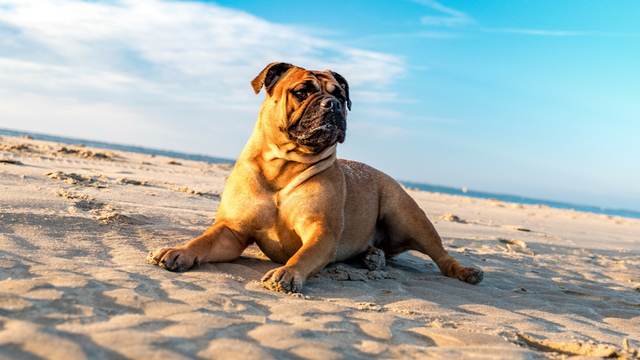 The Dog-Friendly Spit to Manly walk