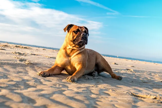 The Dog-Friendly Spit to Manly walk