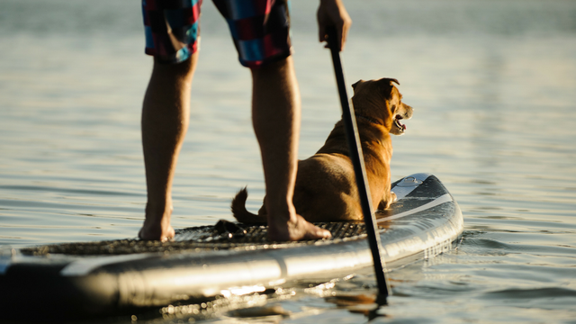 7 ways to mix up your dog's exercise routine