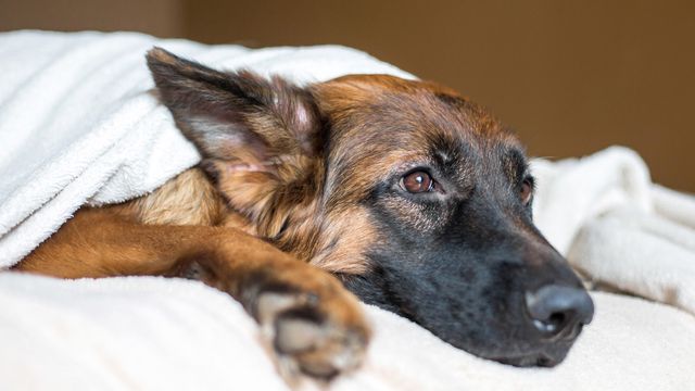 German Shepherd dog under blankets