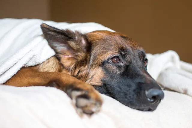 German Shepherd dog under blankets