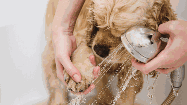 How to help your dog love bath time