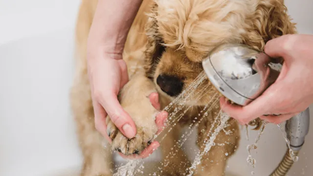 How to help your dog love bath time