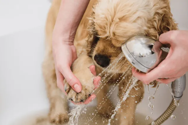 How to help your dog love bath time