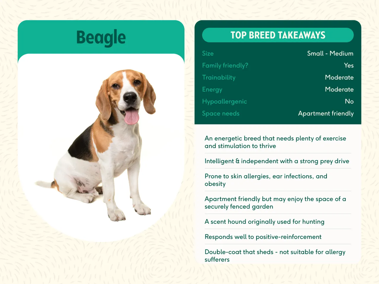 Beagle top breed takeaways