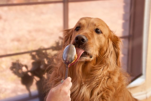 Dog licking spoon of peanut butter