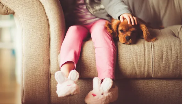 Make your dog feel at home, in your home