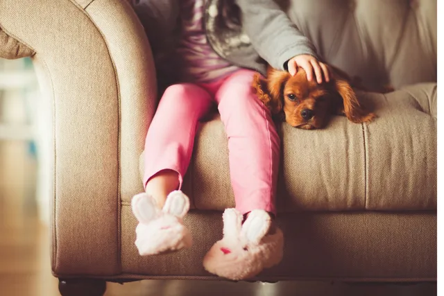 Make your dog feel at home, in your home