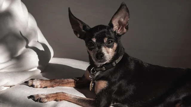 How to make your home dog-friendly | Lyka Pet Food