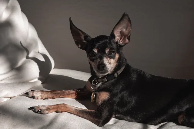 How to make your home dog-friendly | Lyka Pet Food