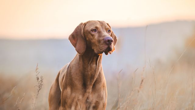 Hungarian Vizsla dog in field