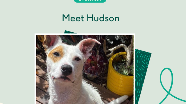 Dog on sunny floorboards with plants