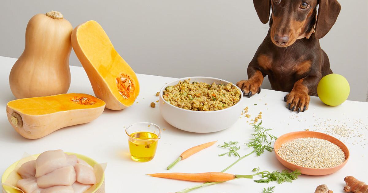 Your A Z guide to superfoods for dogs Lyka Blog
