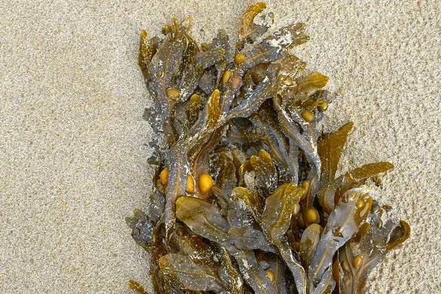 Sandy kelp on beach