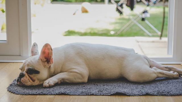 bulldog lying on mat near backyard window