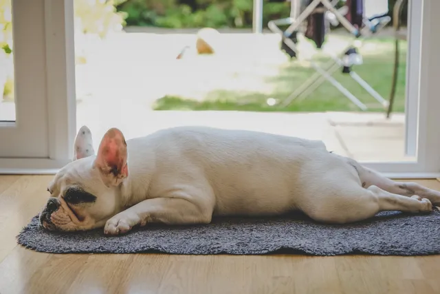 bulldog lying on mat near backyard window