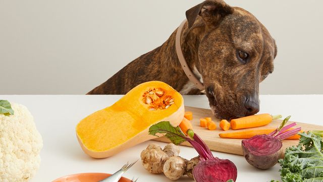 dog-eating-fresh-vegetables-pumpkin-carrots-beetroot-cauliflower