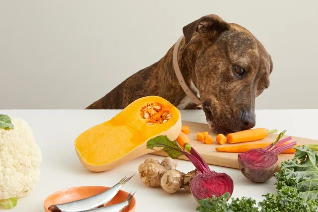 dog-eating-fresh-vegetables-pumpkin-carrots-beetroot-cauliflower