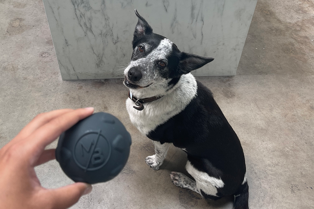 Lyka the dog looking up at treat ball