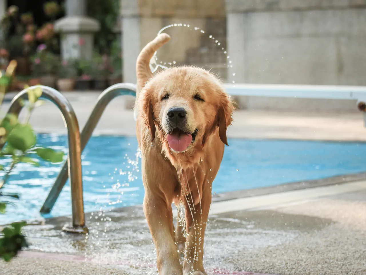 A wet Golden Retriever leaving the pool