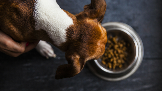 Overhead view of dog eating dry food in bowl