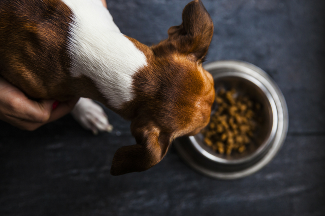 Overhead view of dog eating dry food in bowl