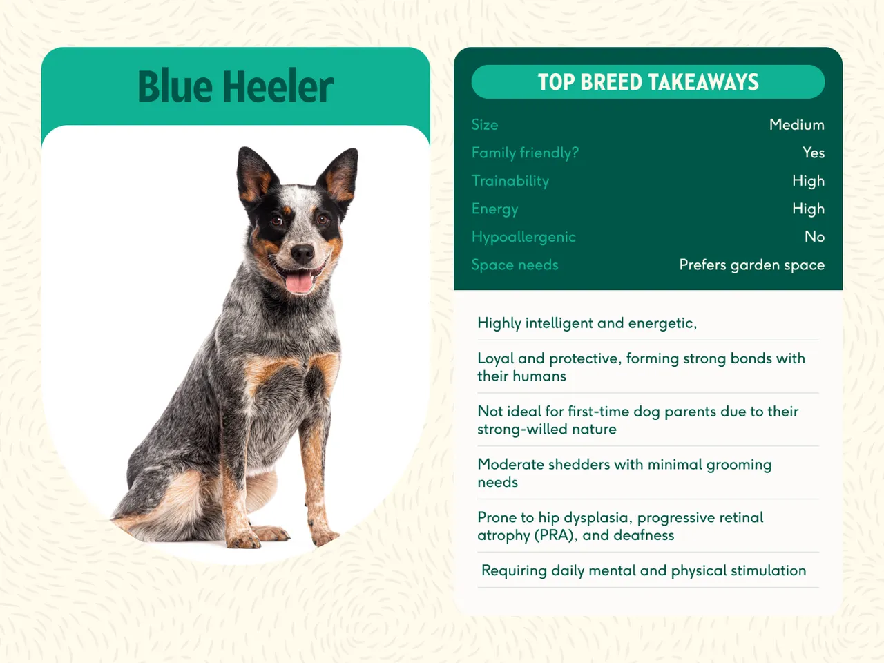 Tall Blue Heeler