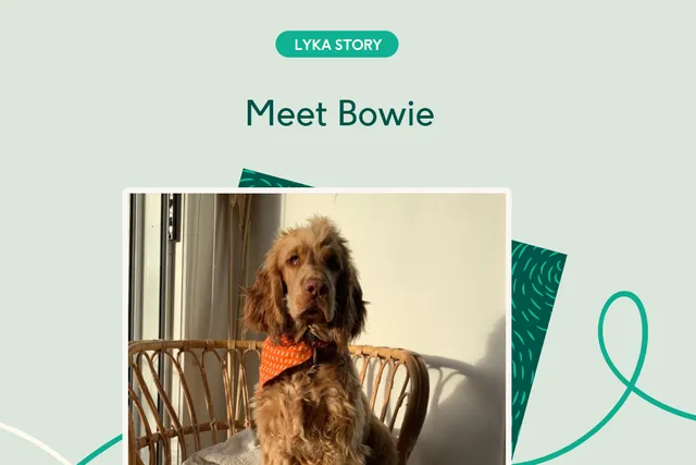 Brown dog sitting on chair in sun
