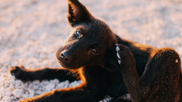 brown-puppy-lying-dowl-itching-ear