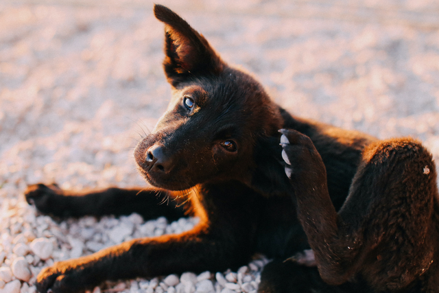 brown-puppy-lying-dowl-itching-ear