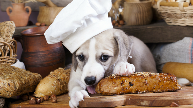 Should my dog be eating grains? | Lyka Pet Food Journal