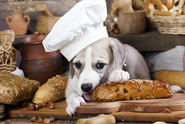 You asked we answered should your dog be eating grains Lyka Blog